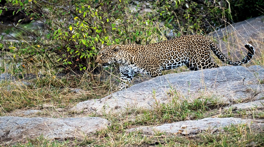 7-Day Safari Tanzania